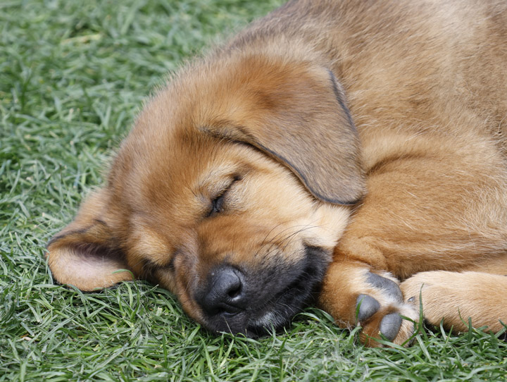 chinook dog